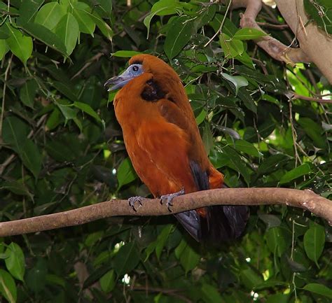 Birds of the World: Capuchinbird