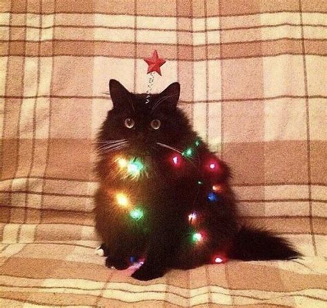 Christmas cat wishes you a Merry Christmas! : r/cats