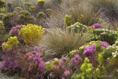 This is typical fynbos vegetation from the Western Cape of South Africa ...