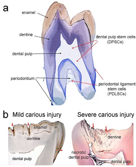 Tooth anatomy and histology in physiological and pathological ...