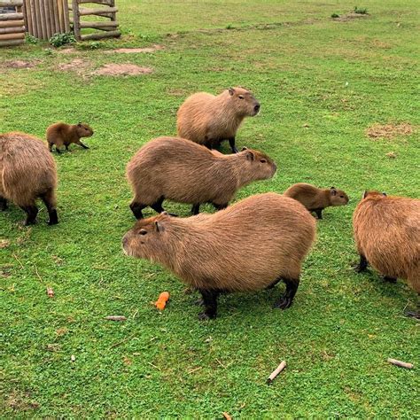 Exploring Jimmy's Farm: The Fascinating World of Capybara - Baby Capybara