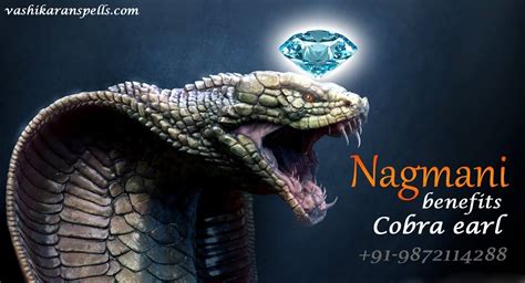 Nagmani Benefits of Cobra Pearl - original nagamani stone price