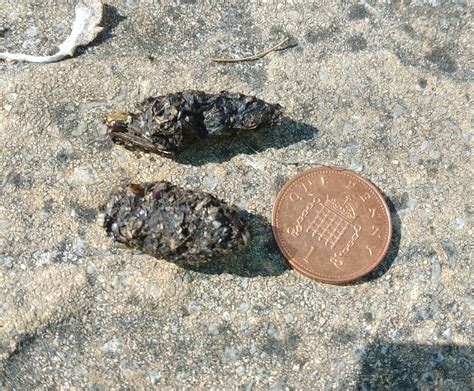 Hedgehog or blackbird poo? — BBC Gardeners' World Magazine