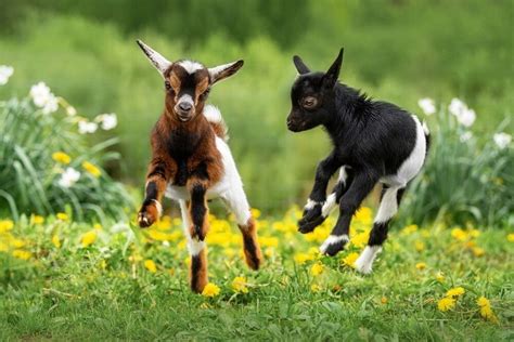 What Is A Group Of Goats Called? Interesting Facts For Kids | Kidadl