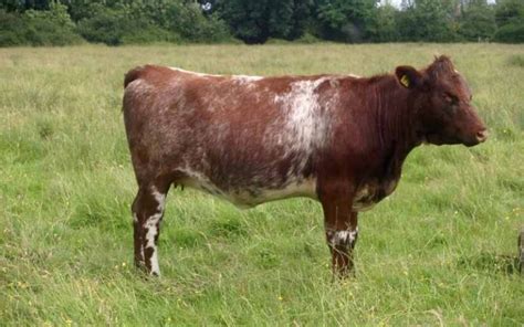 10 Scottish Cattle Breeds with Pictures | Farming Base