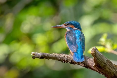 Kingfisher Bird Animal - Free photo on Pixabay - Pixabay