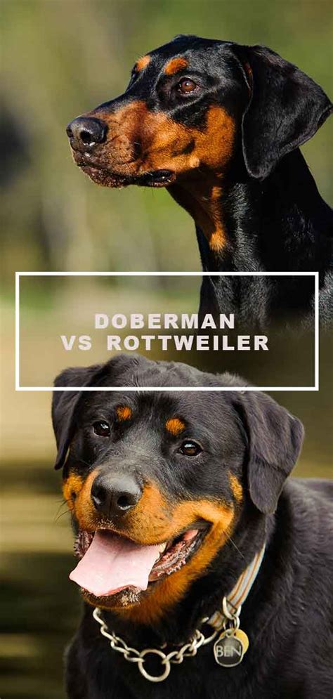 Doberman vs Rottweiler - A Comparison of Two Powerful Breeds