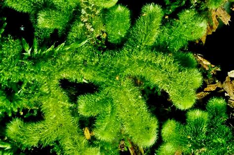 Bryophyta: Classification and Identification of Bryophytes : Plantlet