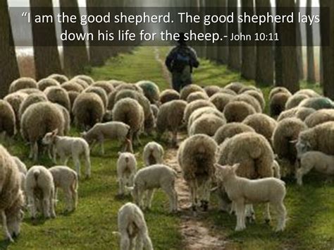 The Good Shepherd Jesus Quotes. QuotesGram