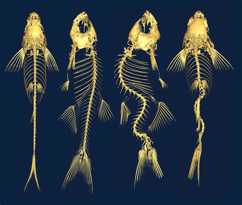 Fish With Creepy Curved Backbones Could Help Explain Scoliosis | WIRED