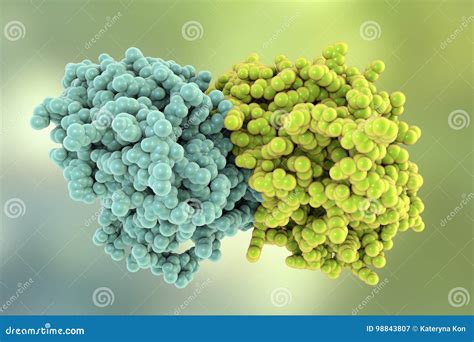 Tubulin, a Component of Microtubules Stock Illustration - Illustration ...