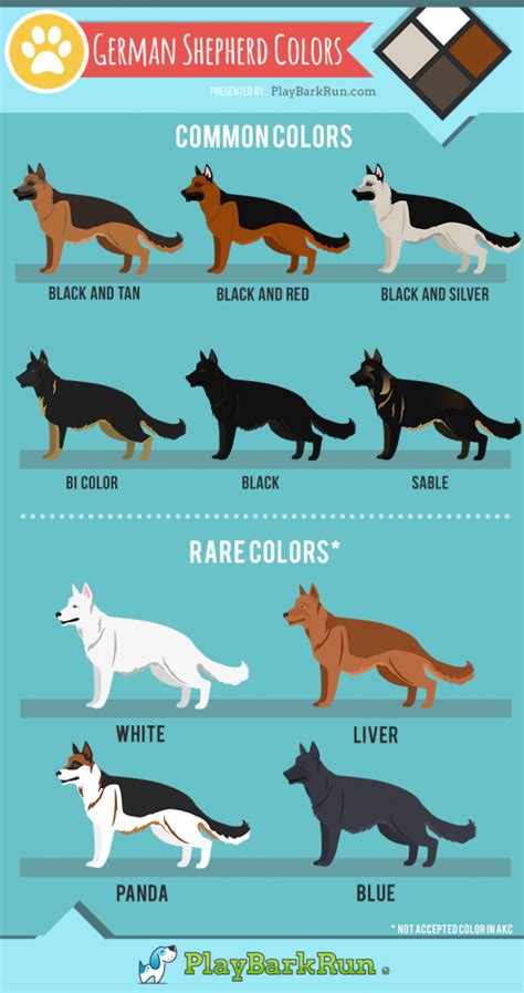 11 German Shepherd Colors (And Coat Care) - PlayBarkRun