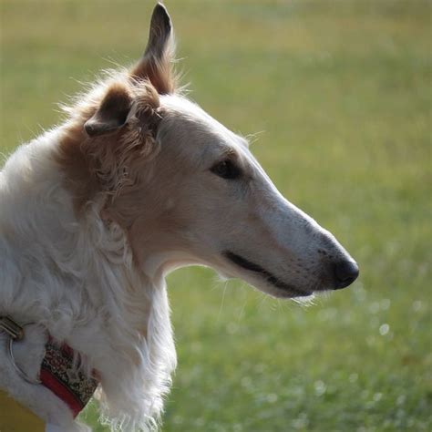 Borzoi Shedding A Lot