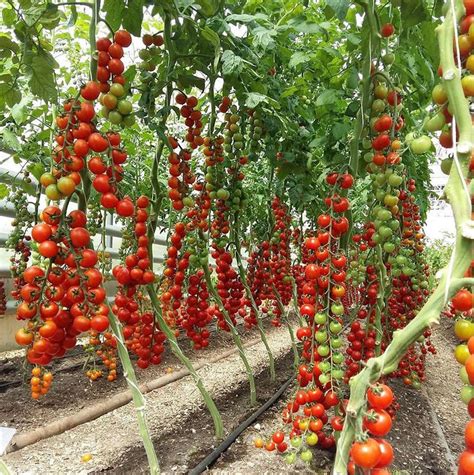 35 Rare Organic Tomato Tree Seeds Heirloom Ukrainian Vegetable | Etsy