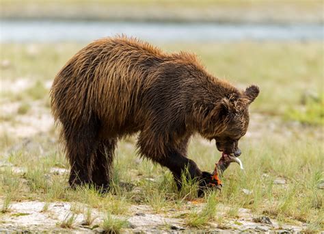 Kodiak Island Wildlife | Jack Jewell Photography