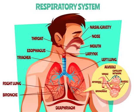 Human respiratory system essay (400 Words) - PHDessay.com