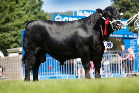 Aberdeen-Angus National Show - Three Counties Show - MacGregor Photography