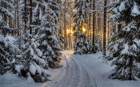 Lovely mountain top forest in winter, mountain, forest, sunshine, cabin ...