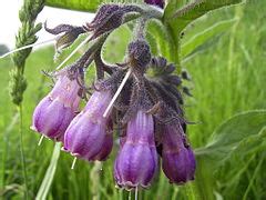 Category:Close-ups of Symphytum officinale flowers - Wikimedia Commons