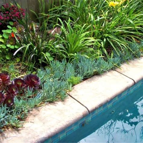 Suitable Plants Grow Beside Swimming Pool 37 Plants Around Pool ...