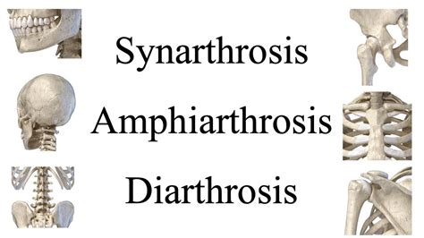 Amphiarthrosis Joints Examples