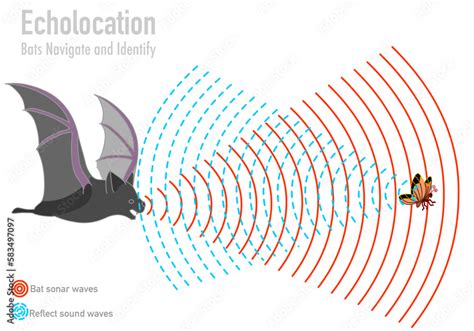 Bat echolocation. Bio sonar. Butterfly, insect, fly navigate. Reflected ...