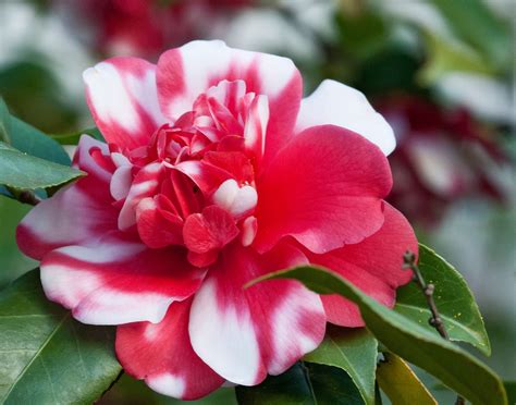 My Enchanting Cottage Garden: Captivating Camellias