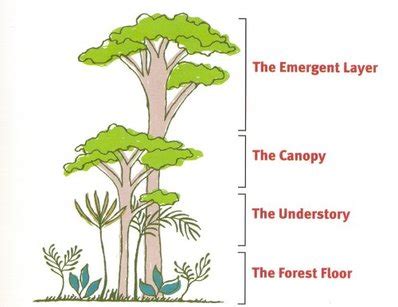 Layers of the Rainforest - Tropical rainforest