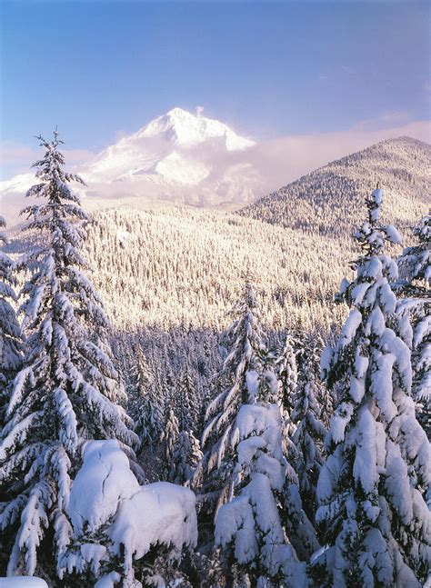 USA, Oregon, Mt Hood National Forest Photograph by Stuart Westmorland