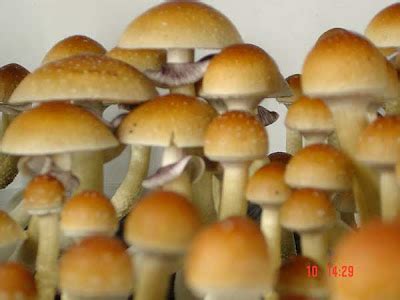 Magic Mushroom Hunters: Stropharia Cubensis