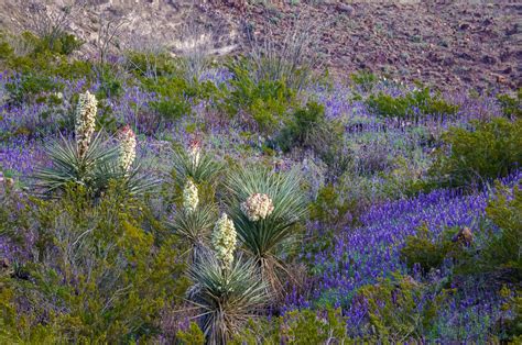 Texas Wildflowers - Anne McKinnell Photography