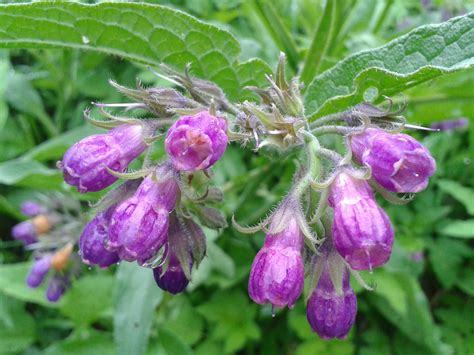 Comfrey plant Idea | chocmales