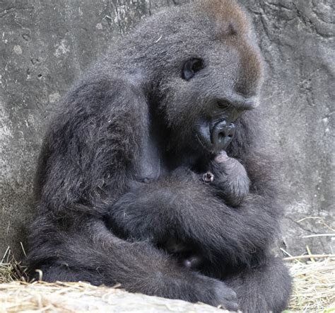 Tiny critically endangered gorilla baby born in New Orleans… | BWCentral