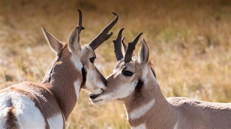 Pronghorn | San Diego Zoo Animals & Plants