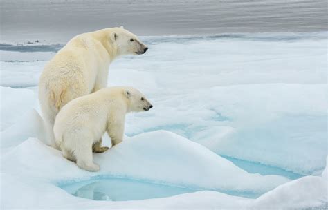 Polar Bear Conservation: Operation PolarEye | Northrop Grumman