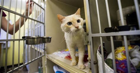 Lafayette one step closer to 'no kill' animal shelter with new cat policy