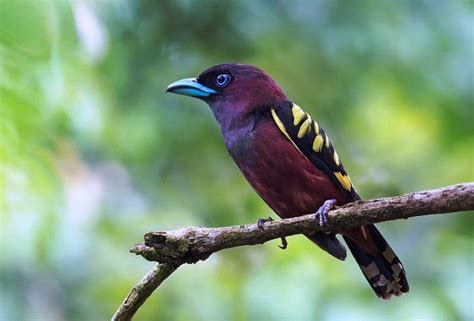 The Banded Broadbill- Charismatic Planet