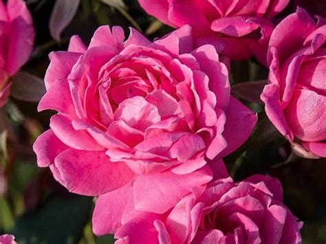 Double Pink Knockout Rose For Sale Online | The Tree Center