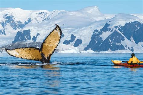 Wildlife in Antarctica - Incredible Close-Up Encounters