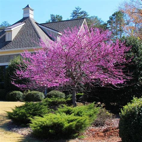 Brighter Blooms 2.06 -Quart Eastern Redbud Tree Flowering tree (N/A) at ...