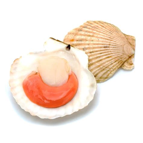 หอยเชลล์ญี่ปุ่น,โฮตาเตะ,Japanese Scallop Half - Shell,Hotate