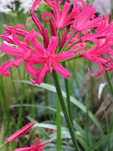 Nerine bulbs | Nerine Bowdenii 'Favourite' | Gold Medal winning Harts ...