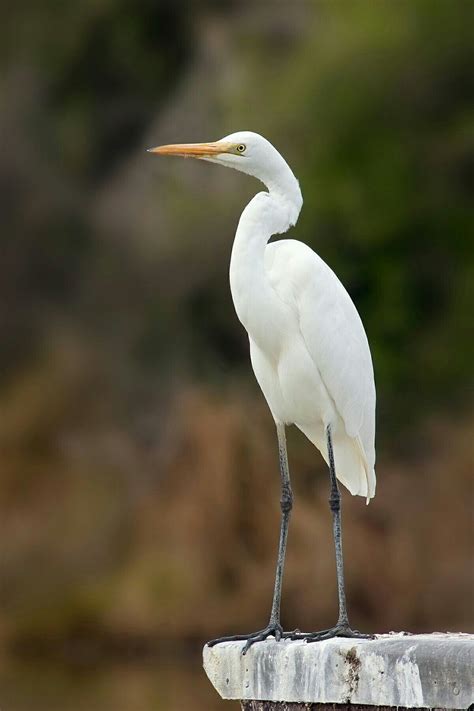 Eastern great egret, Ardea (alba) modesta | Birds, Bird, Ardea