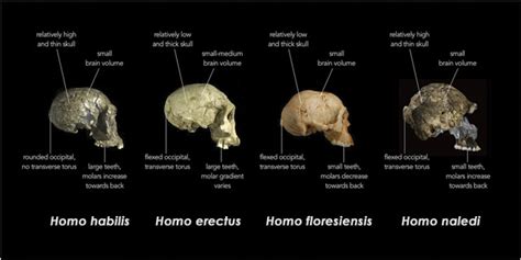 Redefining Homo: Does our family tree need more branches?