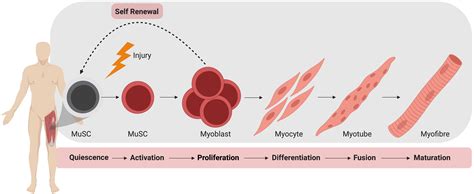 Skeletal Muscle Differentiation Kit AMSBIO, 51% OFF