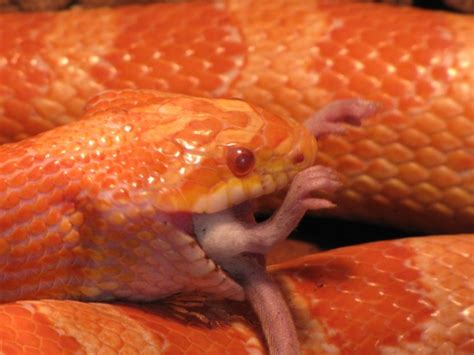 Snake Eating A Mouse Free Stock Photo - Public Domain Pictures