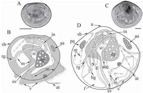 Anatomy of Mya arenaria larvae. A–B — veliger stage; C–D — pediveliger ...