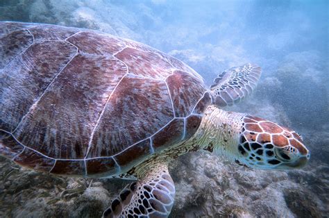 Hawksbill turtle conservation - Home