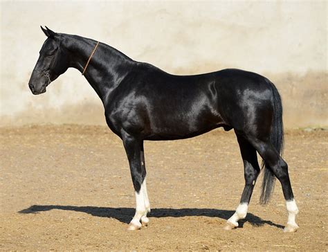 Akhal Teke, Alysh-Dagly - Farm stud DACOR Most Beautiful Horses, All ...