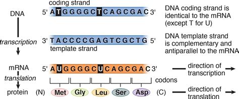 Template And Non Template Strand Of Dna